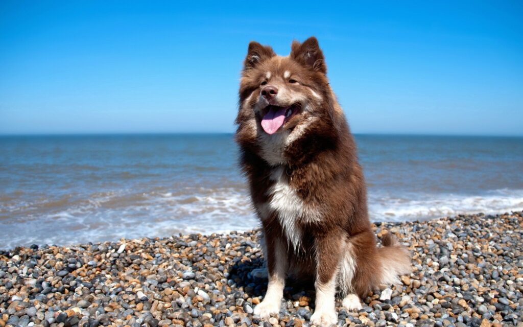 Fluffy Dog Joyfully Sits on Pebbled Beach with Ocean View Wallpaper