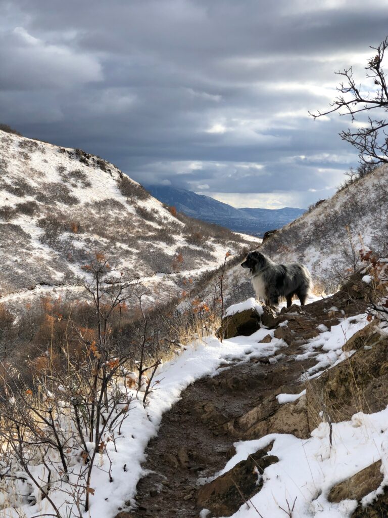 Fluffy dog on rugged mountain path with snow-dusted slopes and dramatic spring sky background Wallpaper