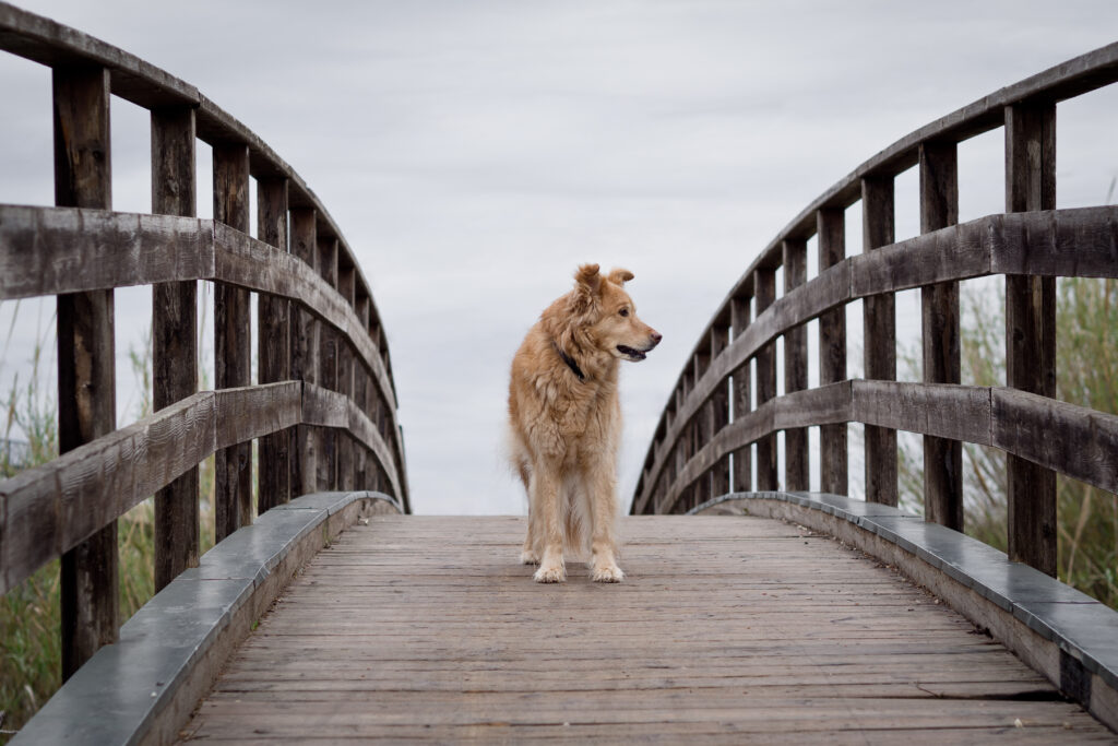 Fluffy Dog on Wooden Bridge: Serene Nature Scene with Greenery Wallpaper