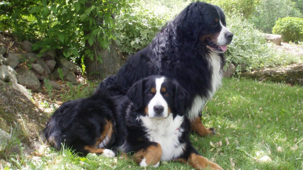 Serene Fluffy Dogs on Green Lawn - Peaceful 1920x1080 Wallpaper