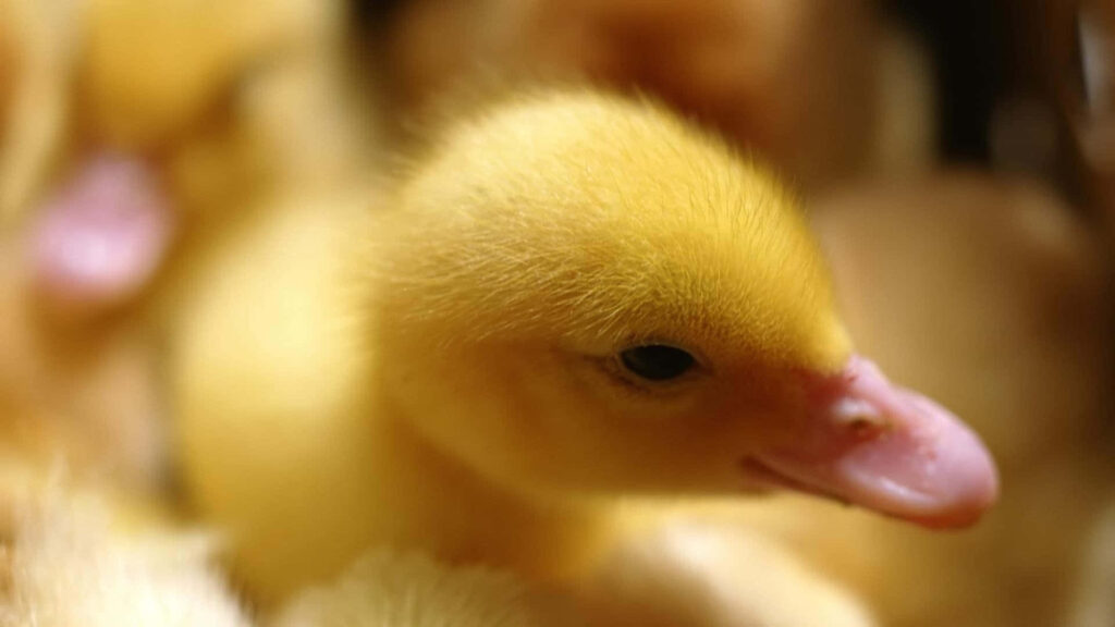 Fluffy Duckling Resting on Soft Background: Delicate Feathers & Curiosity Wallpaper