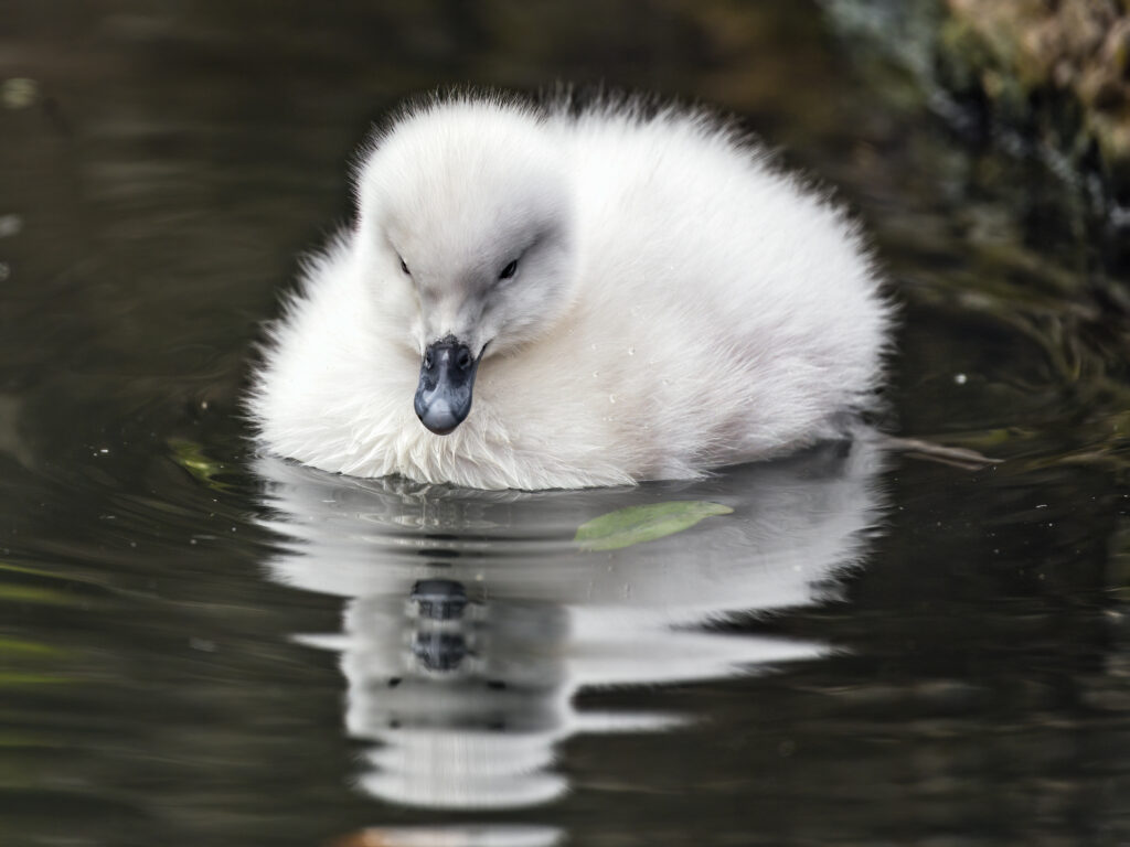 Fluffy Duckling on Serene Pond - Tranquil Nature Wallpaper