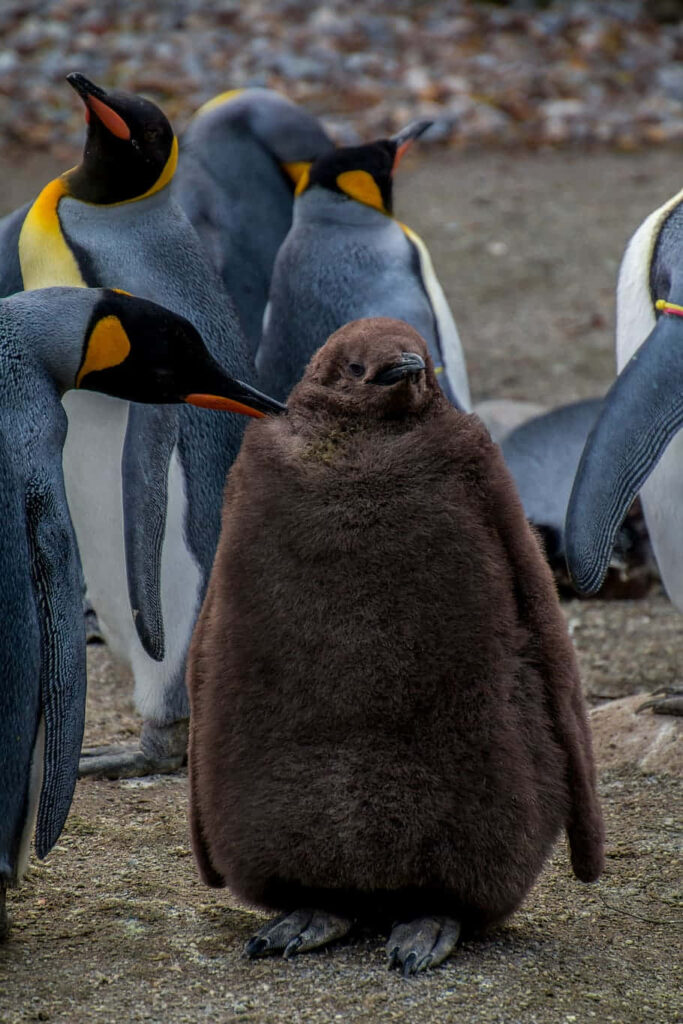 Fluffy Emperor Penguin Chick Among Caring Adults: Antarctic Beauty Wallpaper