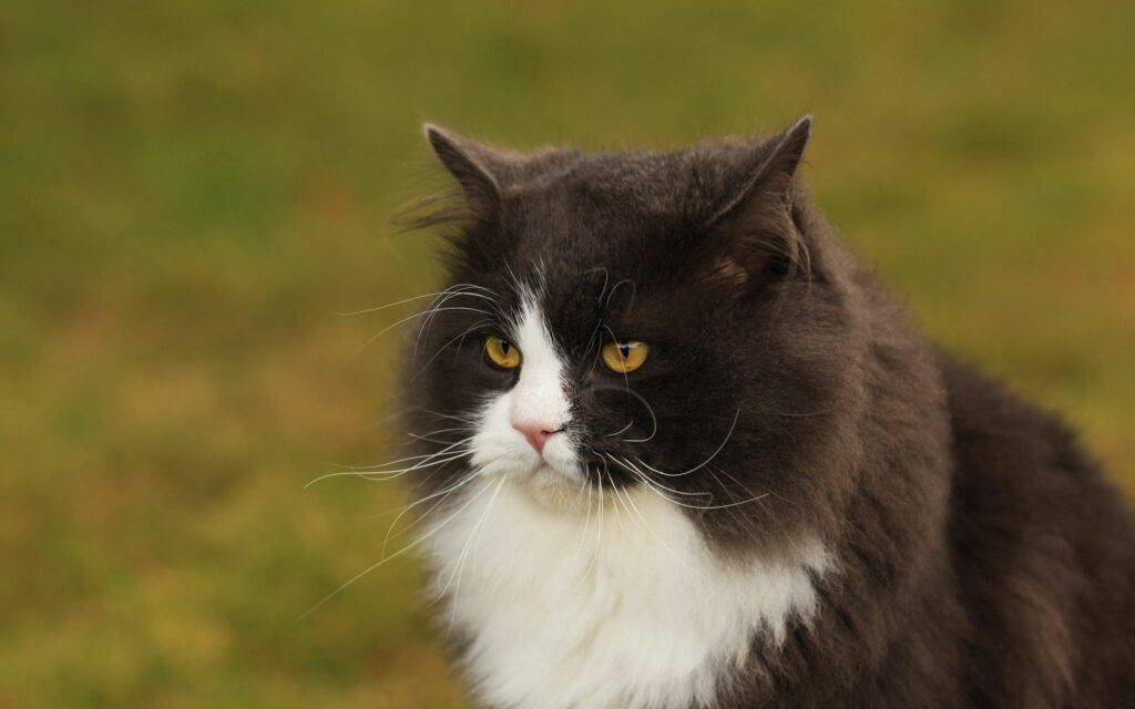 Fluffy Fat Cat Wallpaper: Expressive & Charming Portrait 2560x1600