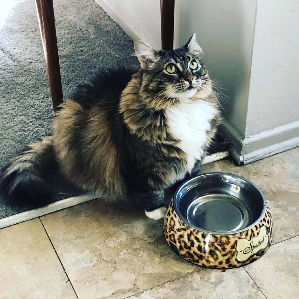 Fluffy fat tabby cat waits by leopard print bowl labeled Spoiled on tiled floor cozy home Wallpaper