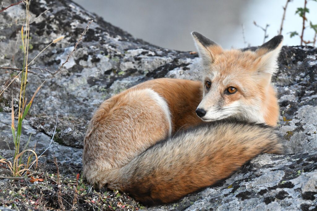 Fluffy Fox Wallpaper: Adorable Yet Fierce on Rocky Background