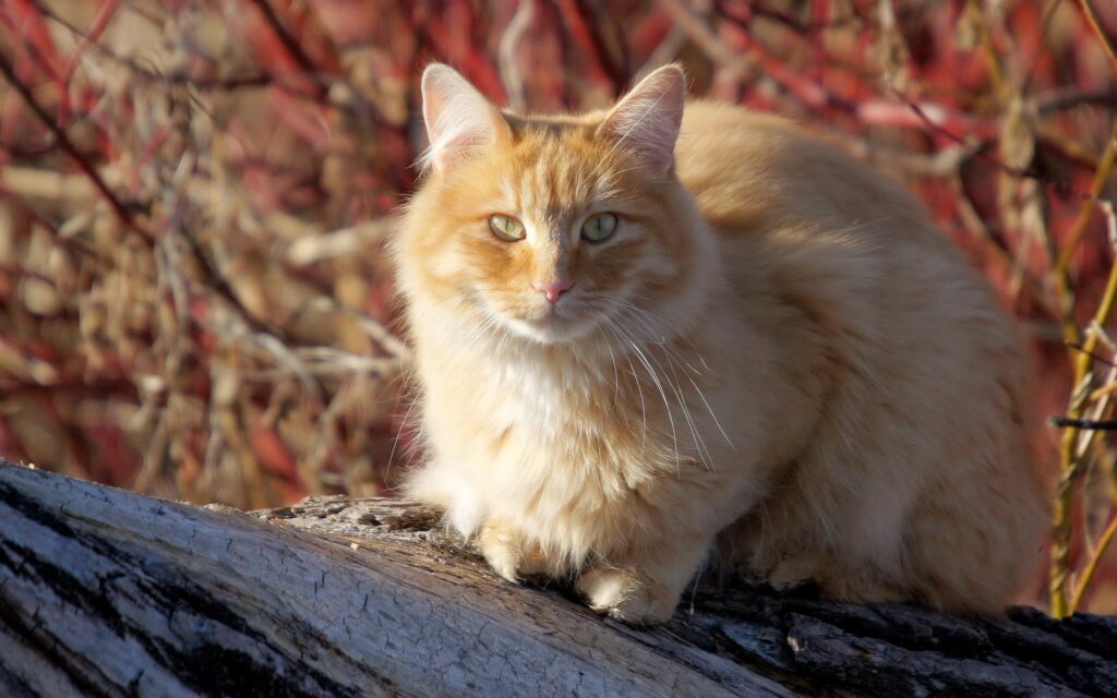 Fluffy Ginger Cat on Log Amidst Warm Autumn Background Wallpaper