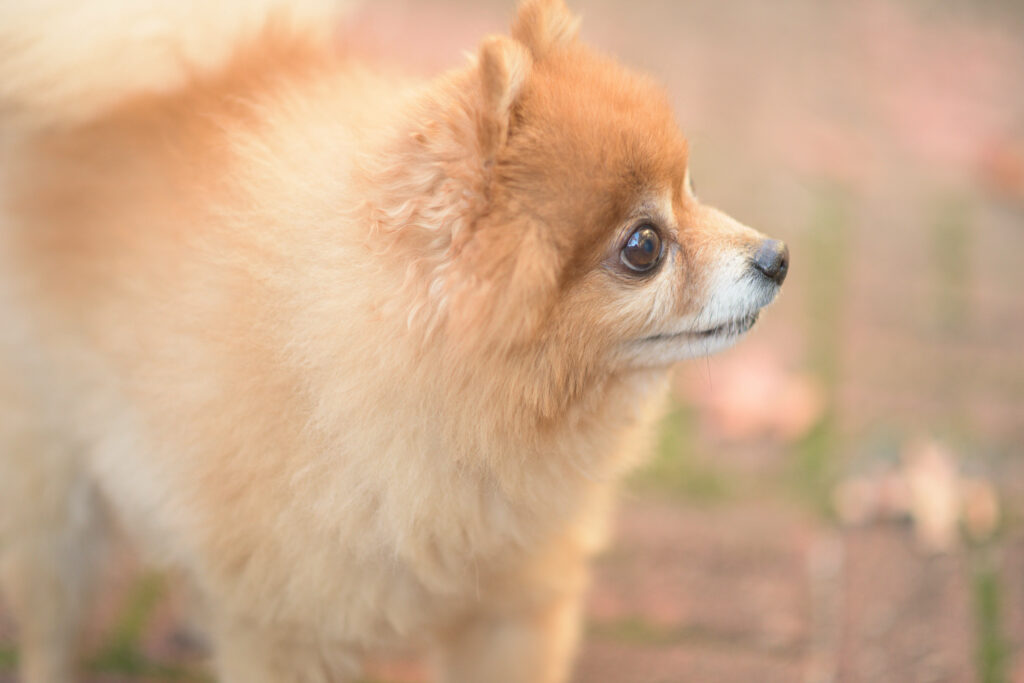 Fluffy Golden Pomeranian Spitz: Charming Outdoor Wallpaper Background