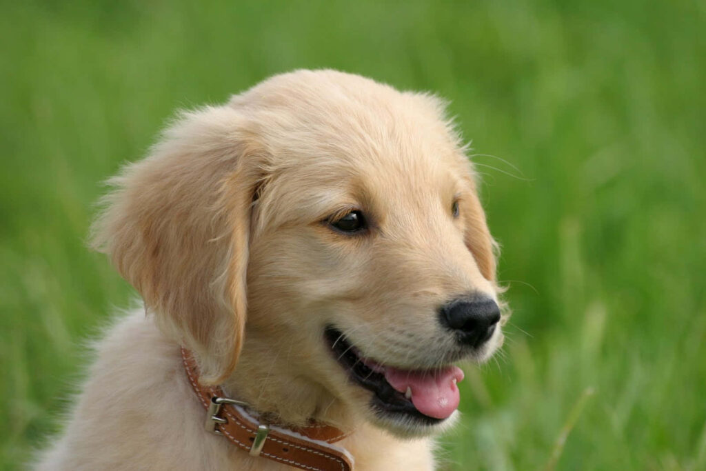 Charming Golden Retriever Puppy Wallpaper on Lush Green Background