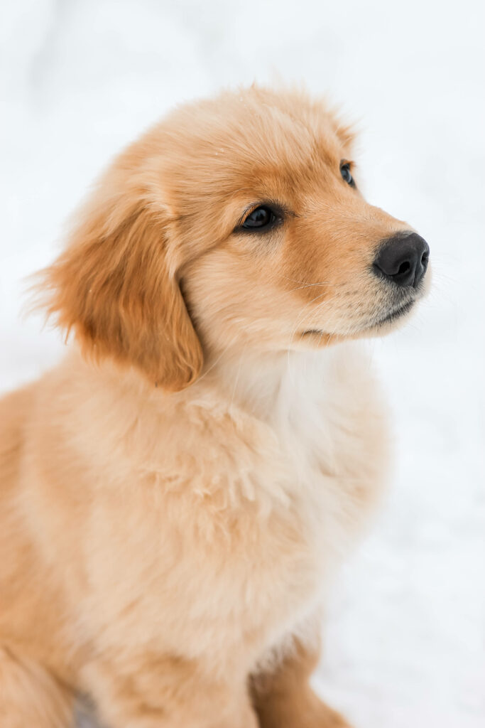 Adorable Golden Retriever Puppy Wallpaper for Dog Lovers in Snow