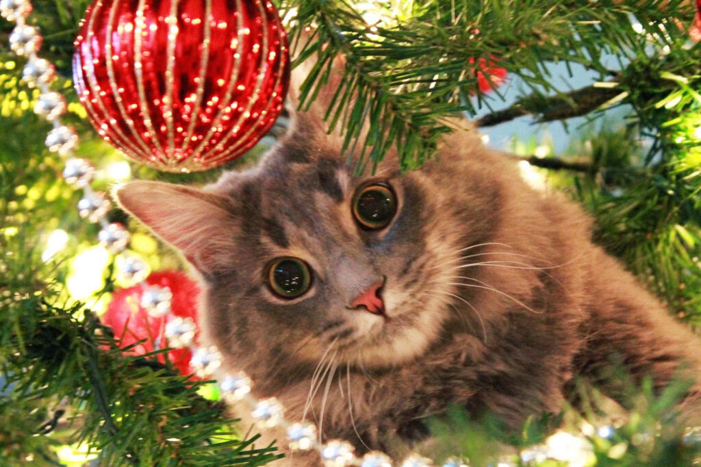Fluffy Gray Cat Peeks Through Sparkling Christmas Tree Decor Wallpaper