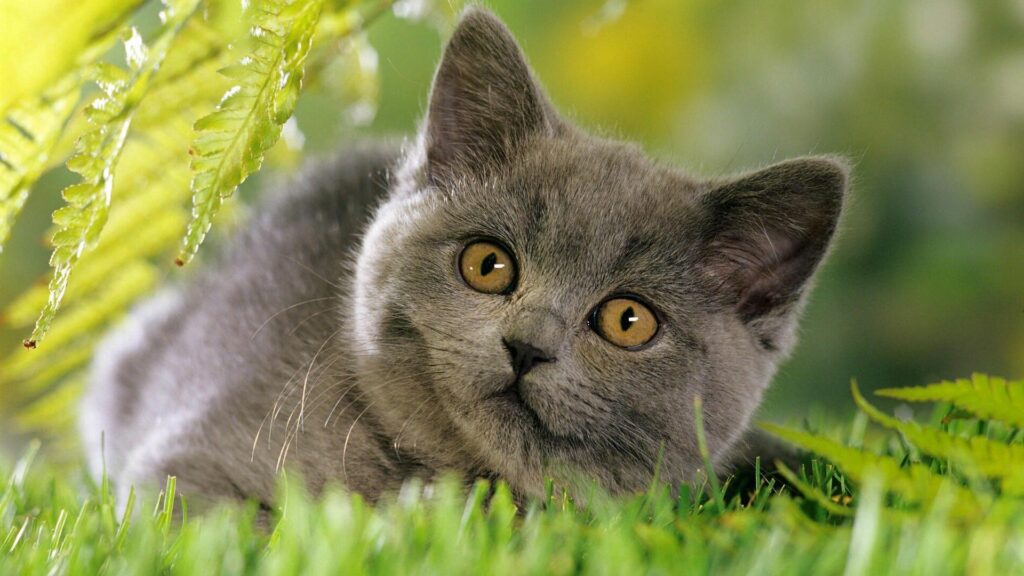 Curious Gray Kitten Peeking Through Lush Green Grass and Ferns Wallpaper