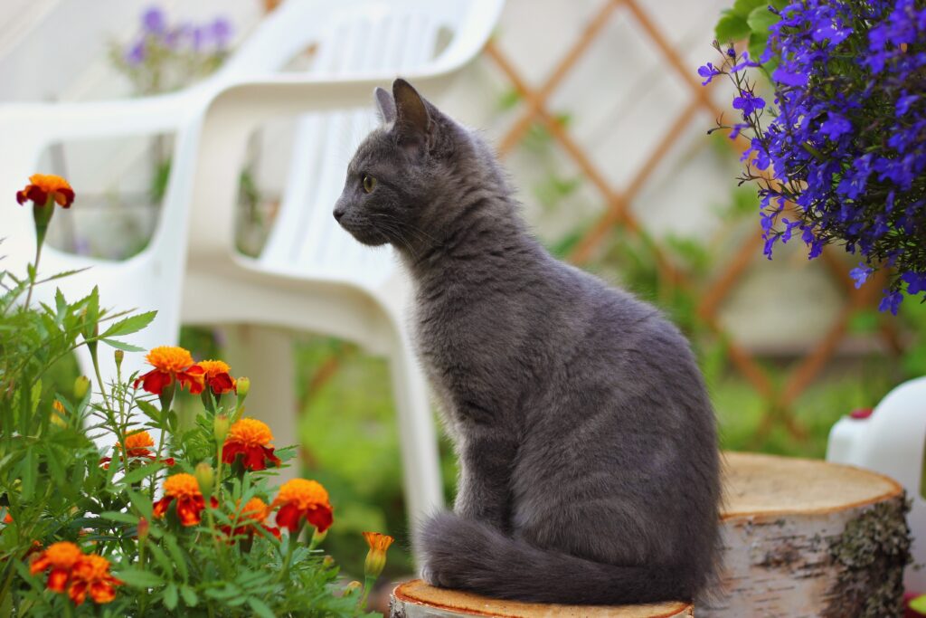 Fluffy Gray Kitten on Wooden Stump Amid Vibrant Garden Flowers Wallpaper