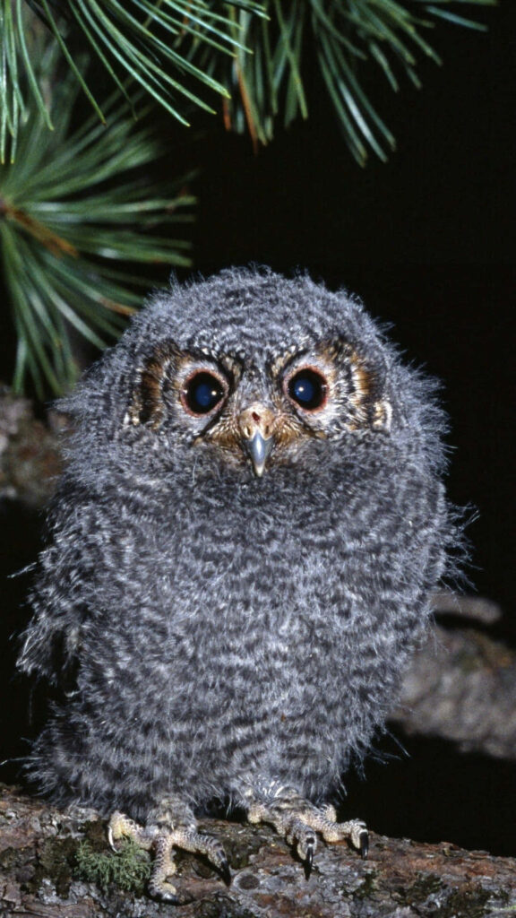 Serene Gray Owl Wallpaper: Fluffy Beauty on a Tree Branch