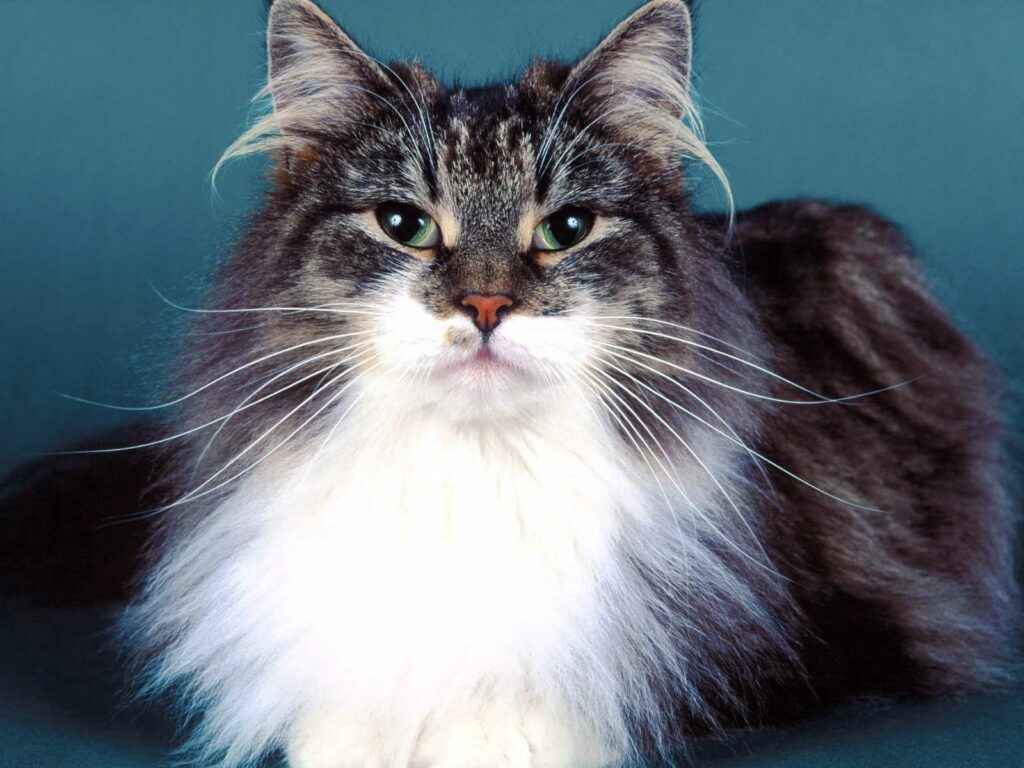 Beautiful Fluffy Cat Wallpaper: Gray & White Fur on Soft Blue-Green