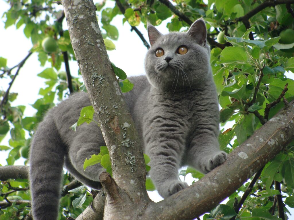Graceful Fluffy Grey Cat on Tree Branch Amidst Lush Greens Wallpaper
