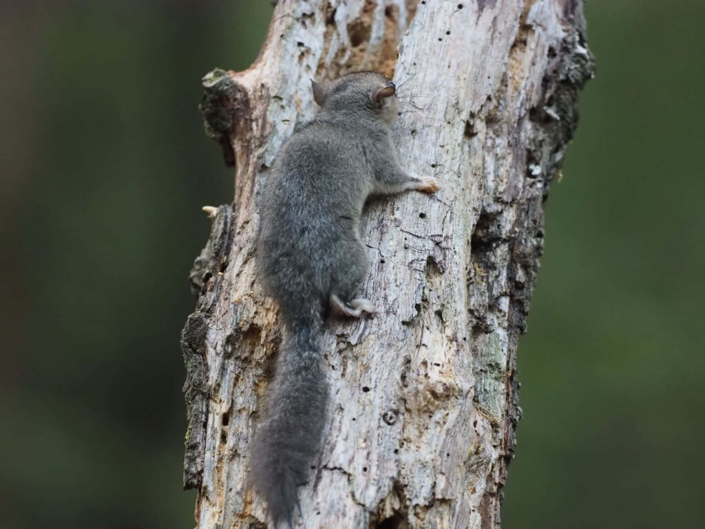 Fluffy grey dormouse climbing weathered tree trunk in detailed woodland forest background wallpaper