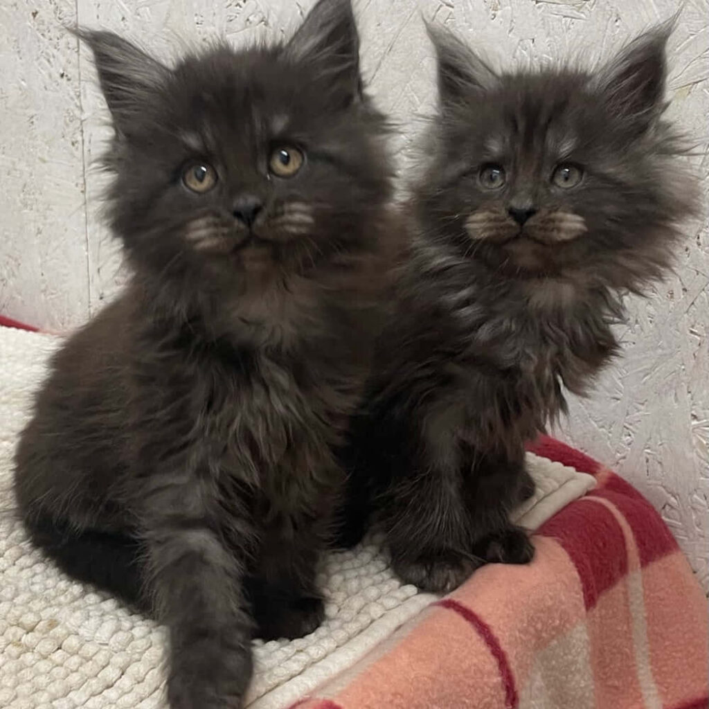 Adorable Grey Kittens Cozy Wallpaper Background for Your Home
