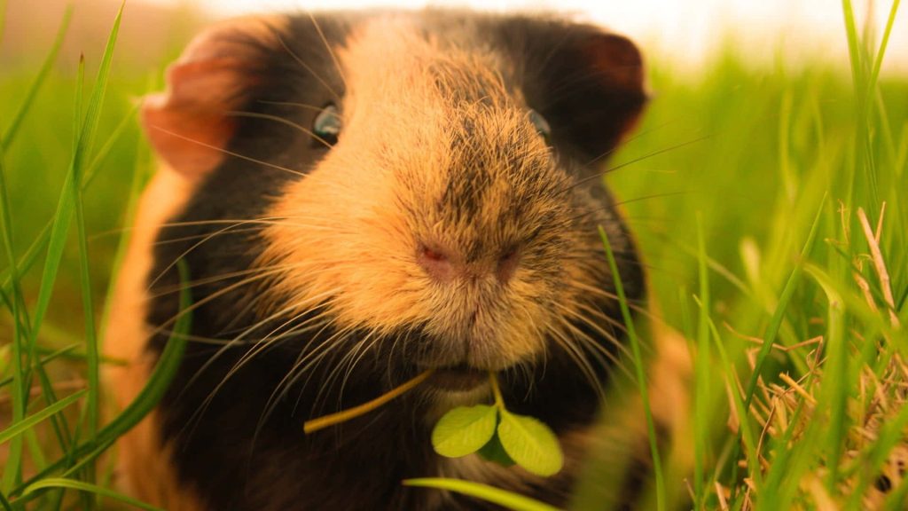Close-up of fluffy guinea pig eating fresh clover in green grass golden hour sunlight wallpaper