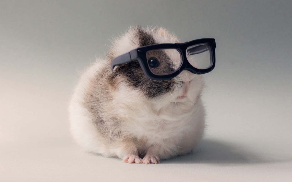 Fluffy guinea pig wearing oversized black glasses on grey background cute nerdy pet wallpaper