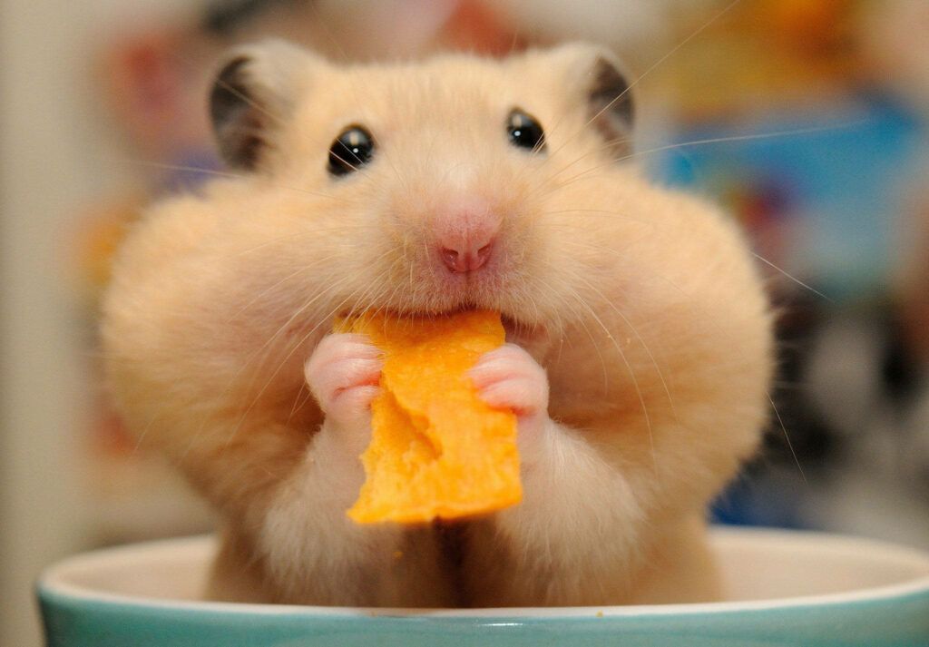 Fluffy Hamster with Puffed Cheeks: Adorable Wallpaper for Animal Lovers
