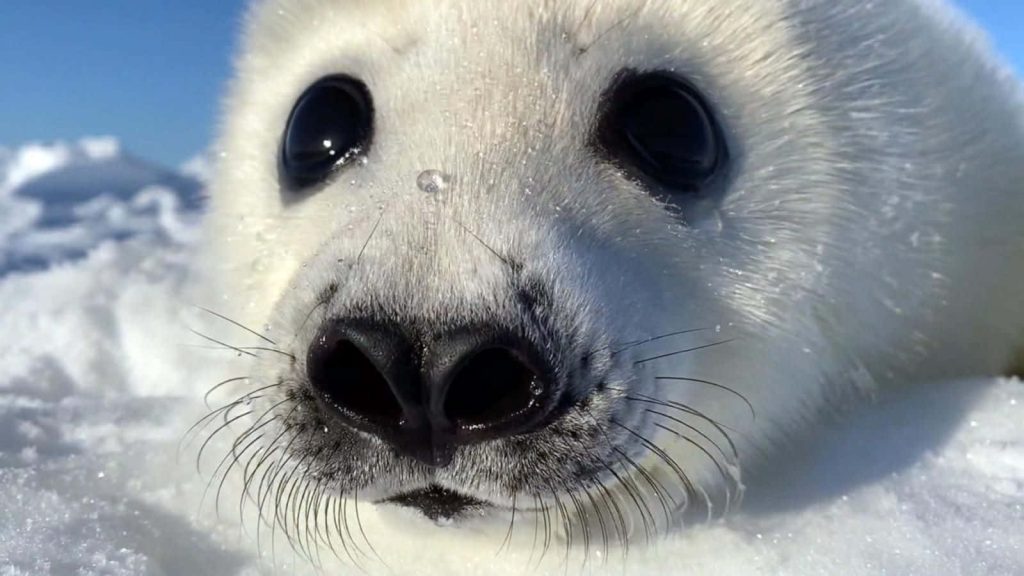 Close-up of fluffy harp seal pup resting on white snow with expressive dark eyes in Arctic Wallpaper