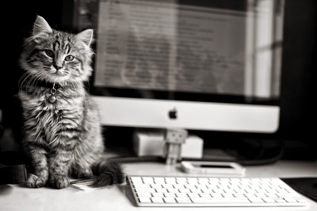 Adorable Fluffy Kitten on Apple Computer: Classic Black & White Charm Wallpaper