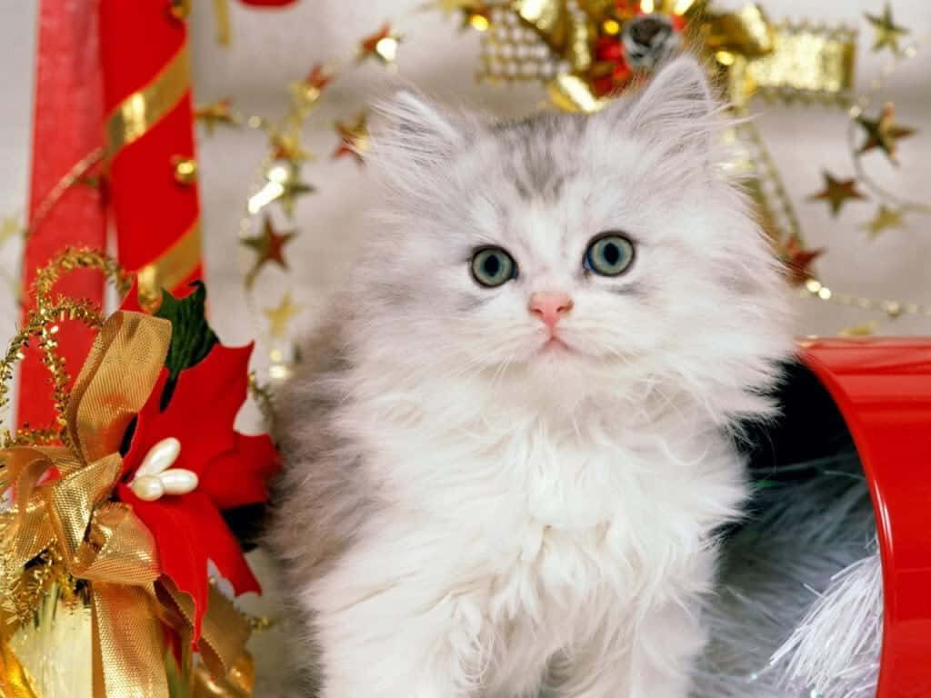 Fluffy Kitten Among Christmas Decorations: Warm Holiday Vibes Wallpaper