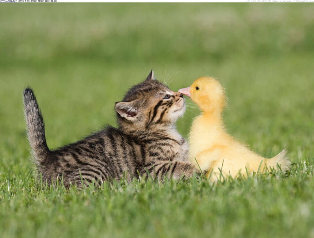 Fluffy Kitten & Adorable Duckling Sharing a Sunny Grassy Playtime Wallpaper