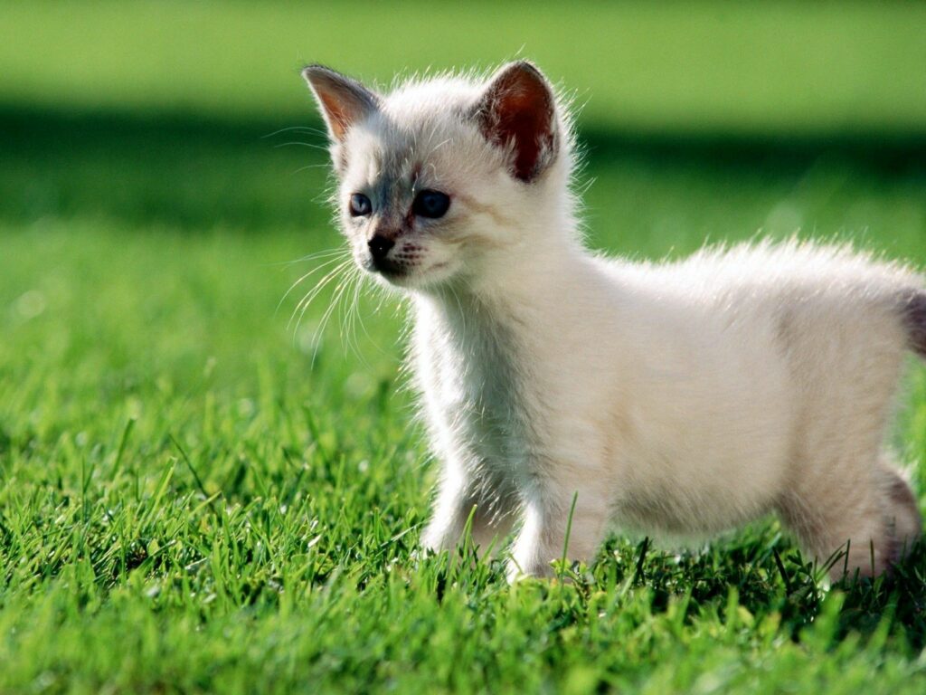 Fluffy Kitten Exploring Lush Grass in Sunlit Serenity Wallpaper