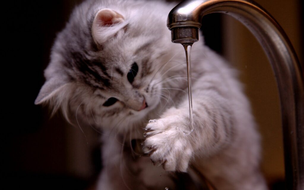 Fluffy Kitten Playfully Explores Water Stream – Adorable Wallpaper