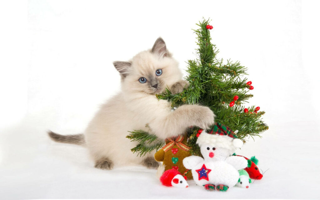 Fluffy Kitten Hugs Christmas Tree - Adorable Holiday Wallpaper