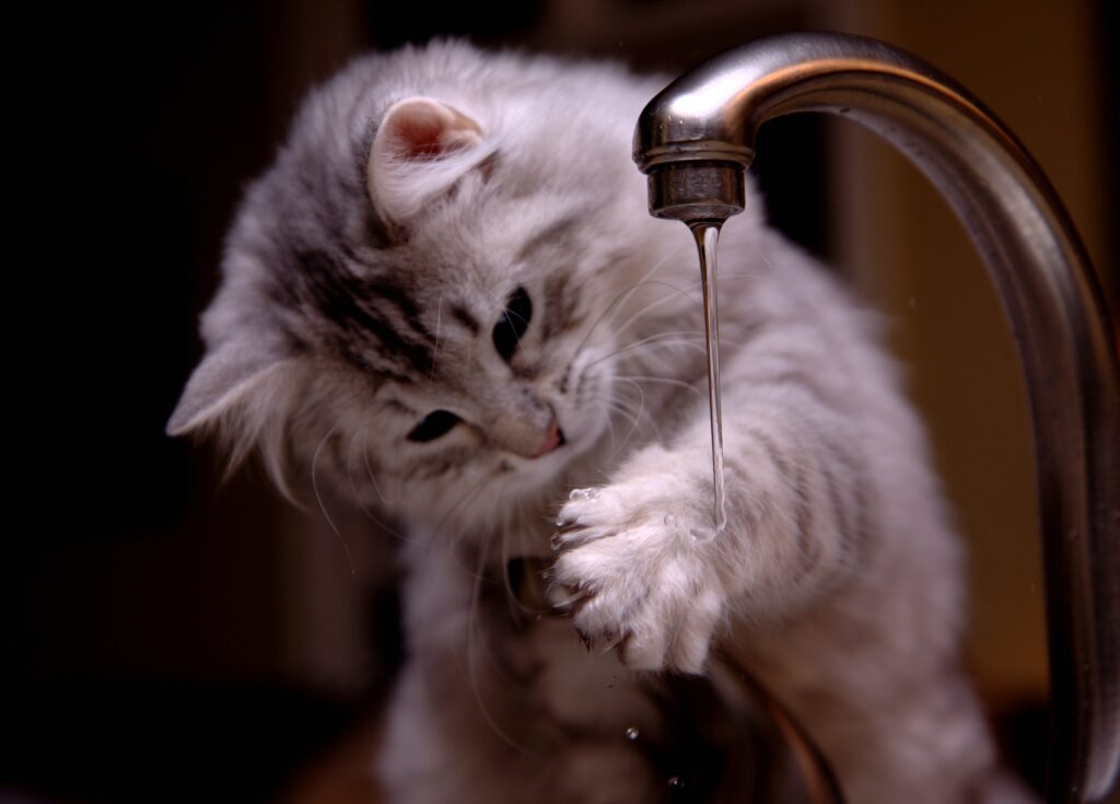 Curious Fluffy Kitten Plays with Water from a Shiny Tap Wallpaper