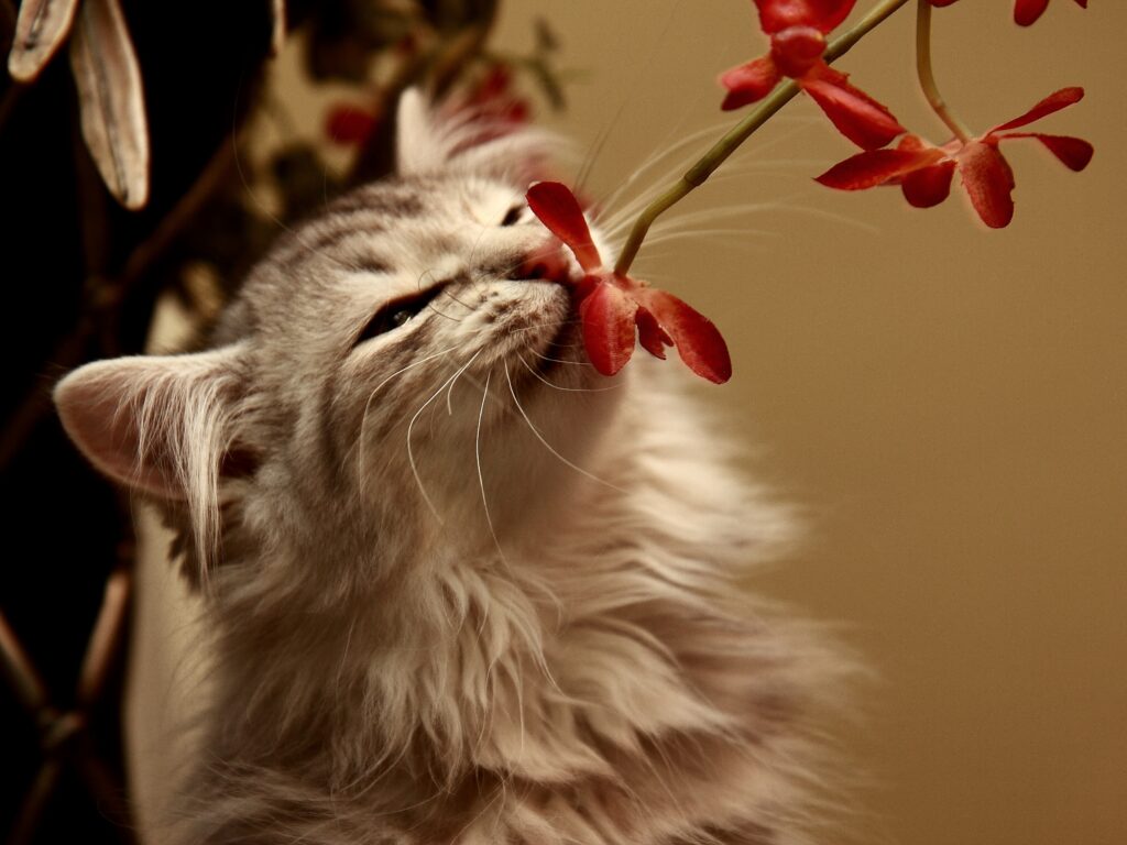 Fluffy Kitten Sniffs Red Flower: Adorable Serene Moment Wallpaper