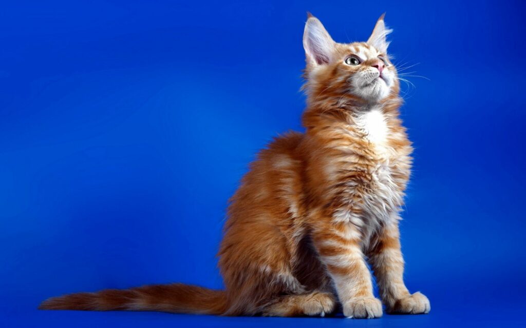 Charming Fluffy Kitten Against Vibrant Blue Background Wallpaper