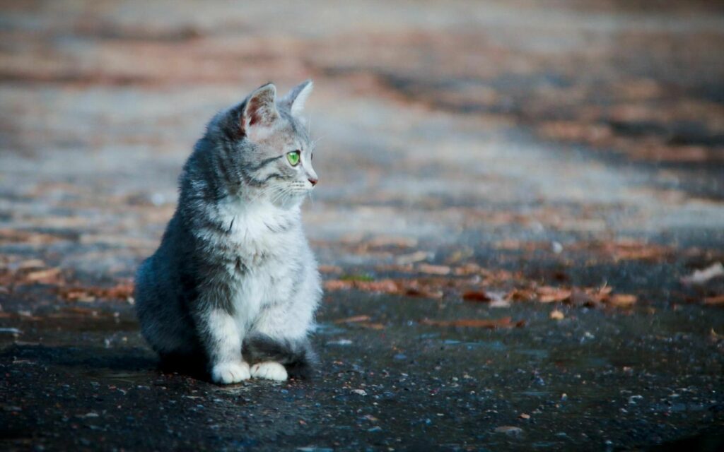 Fluffy Kitten Wallpaper: Soft Fur & Curious Charm in Nature Background
