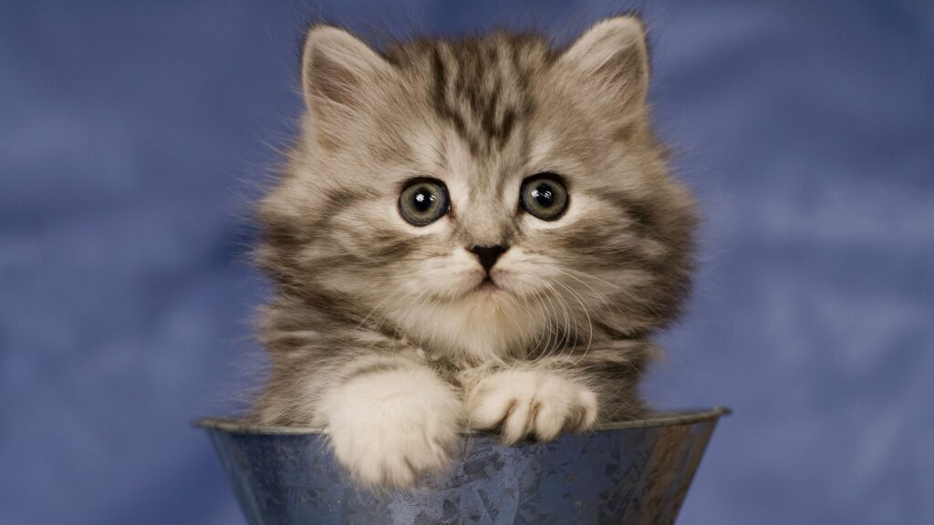 Adorable Fluffy Kitten in Cup: Cozy Blue Background Wallpaper