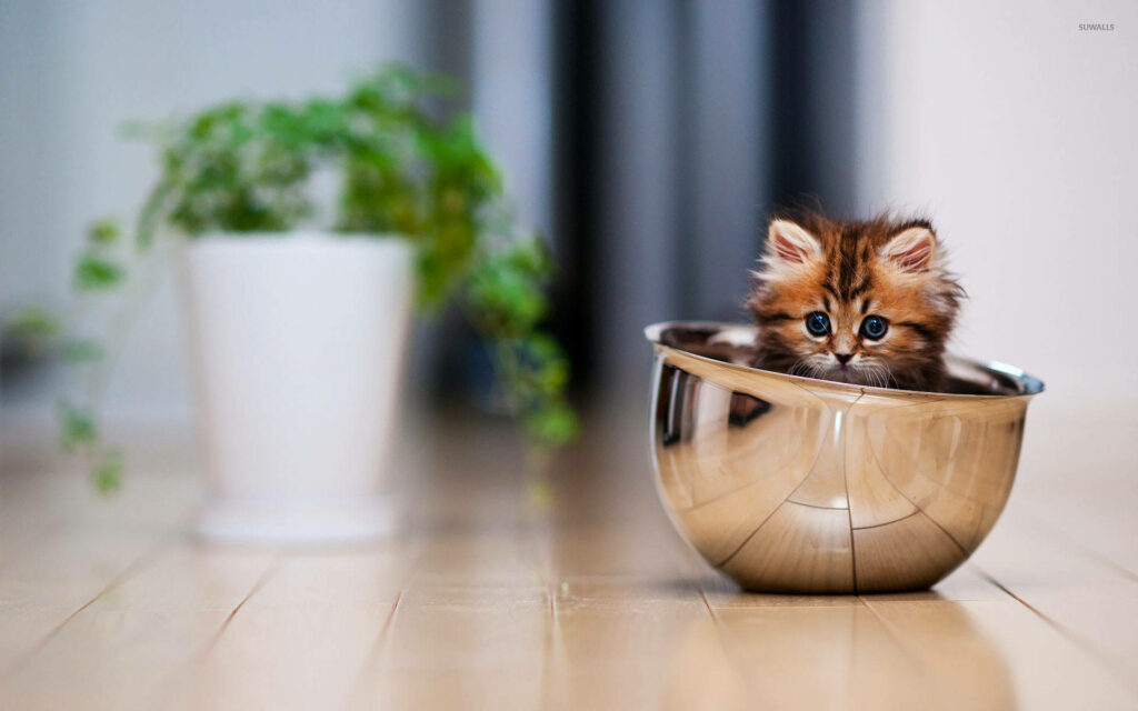 Adorable Kitten in Silver Bowl - Cozy Wallpaper Background