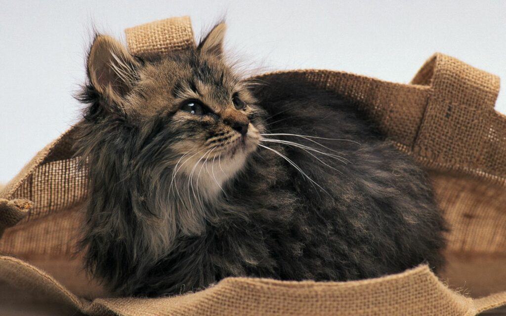 Fluffy Kitten in Textured Bag: Cozy & Adorable Natural Background Wallpaper