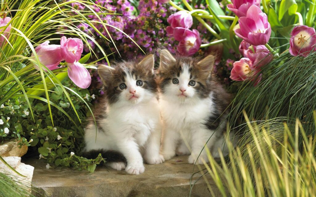 Charming Kittens in Tulips - Warm Floral Desktop Background Wallpaper
