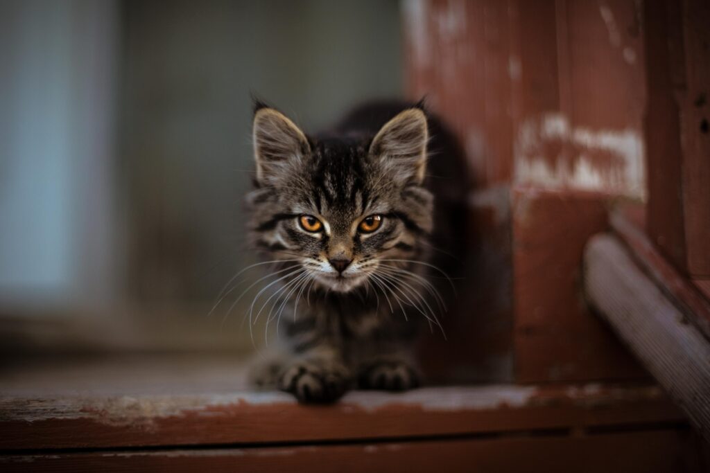 Adorable Fluffy Kitty on Rustic Wood - High-Res Wallpaper (5760x3840)