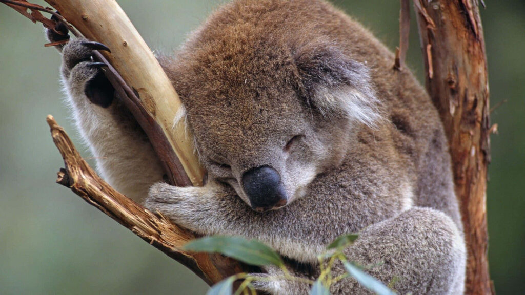 Fluffy Koala Napping Peacefully on Tree Branch in Nature Wallpaper