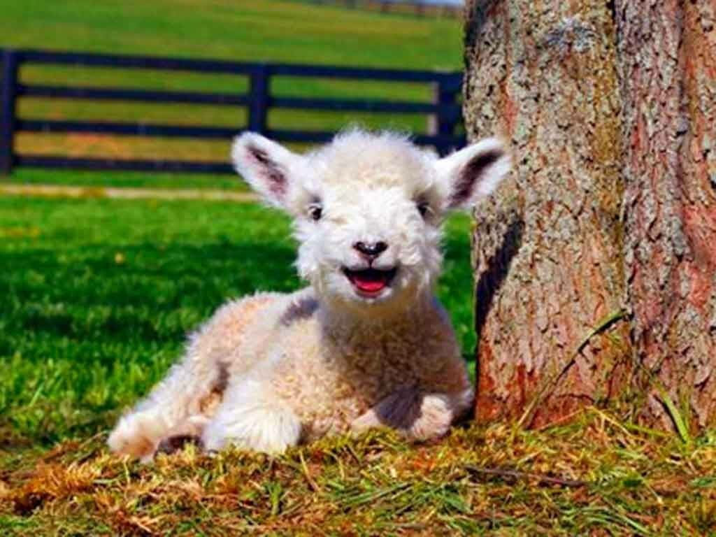 Charming Fluffy Lamb Wallpaper: Tranquil Pastoral Background Scene