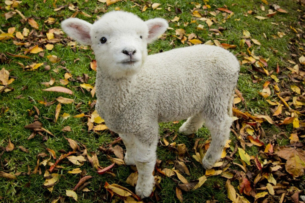 Fluffy Lamb on Grassy Field: Serene Autumn Wallpaper Background