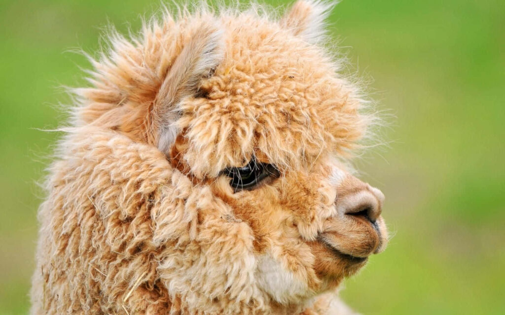 Fluffy Llama Side Profile Wallpaper with Green Background Charm