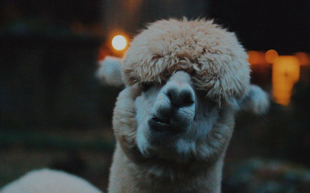 Cozy Fluffy Llama Wallpaper with Warm Lighting and Blurred Background