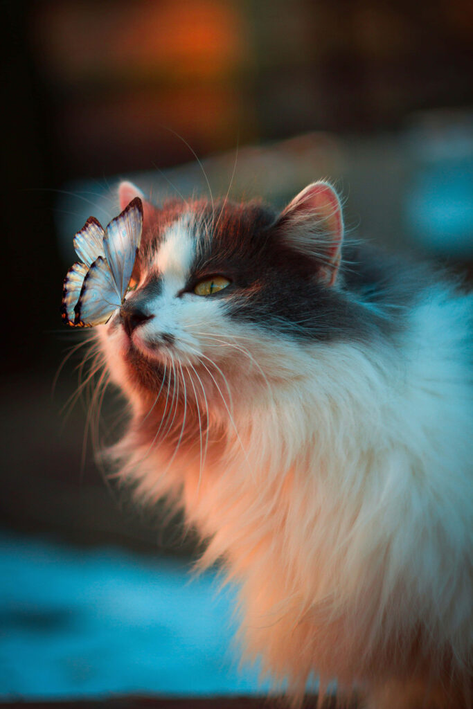 Fluffy Long-Haired Cat Curiously Gazes at Butterfly in Warm Light Wallpaper