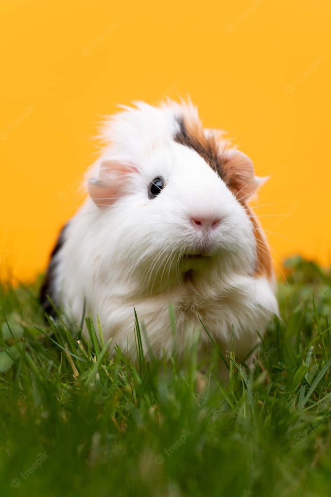 Fluffy multicolor guinea pig with white brown and black fur on green grass bright yellow background Wallpaper