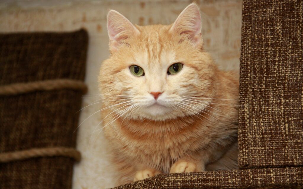 Fluffy Orange Cat Close-Up Wallpaper with Soft Textured Background