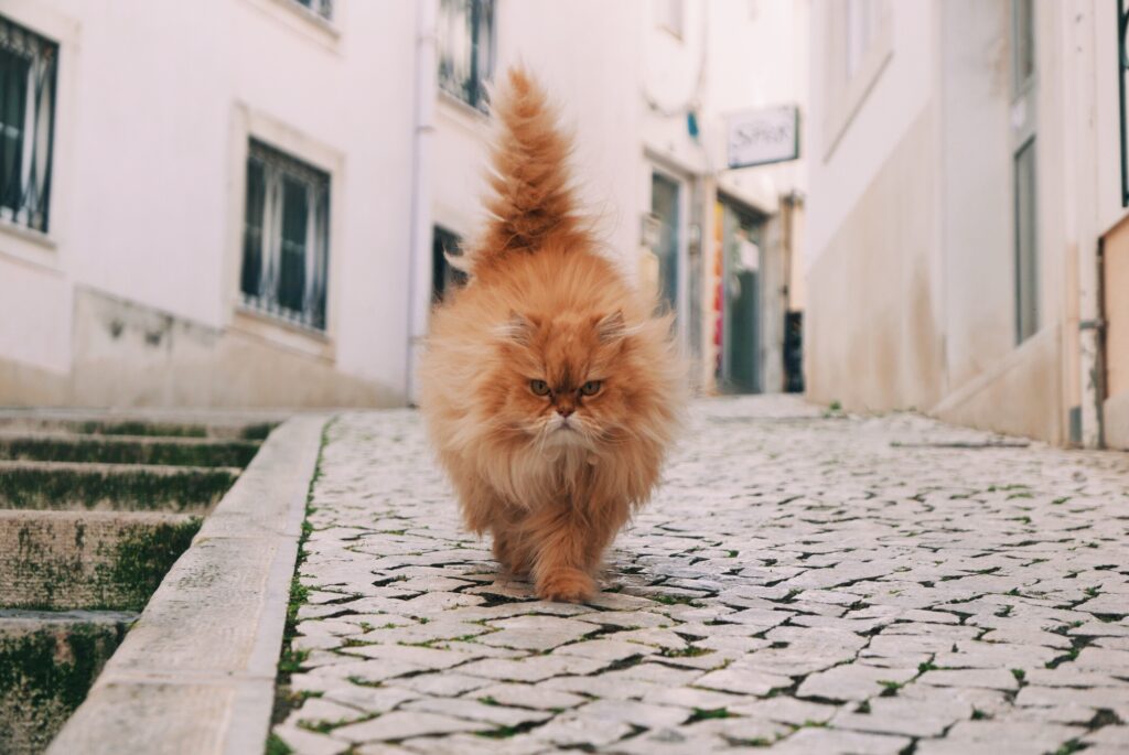 Fluffy Orange Cat Walking Confidently on Cobblestone Street Wallpaper